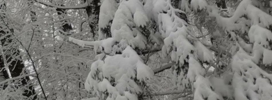 <div class=slidertitel>Frohe Weihnachten und Prosit Neujahr</div><div class=slidertext>                     Die Bücherei bleibt vom 23.12.2025 bis 6.1.2026 geschlossen. <br/>                <br/></div>